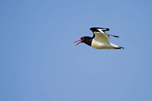 Images Dated 11th May 2012: Oystercatcher -Haematopus ostralegus- in flight, Texel, The Netherlands