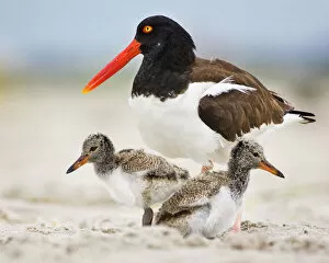 Images Dated 14th July 2018: Oystercatcher Mother With Two Chicks on Either Side at Nickerson Beach