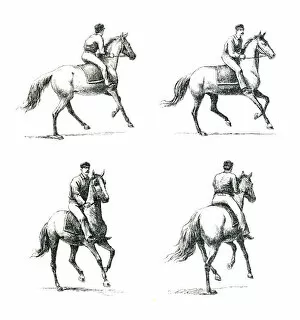 Images Dated 17th September 2014: Paces of the Horse engraving