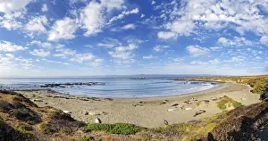 Phocidae Prints: Pacific Coast with Northern elephant seals -Mirounga angustirostris- on beach with clouded sky