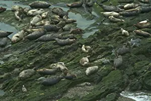 Rookery Prints: Pacific Harbor Seals