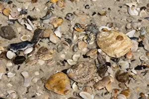 Pacific Oysters -Crassostrea pacifica-, shells, Sylt, Schleswig-Holstein, Germany