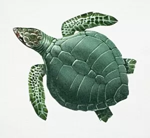 Pacific Ridley Turtle, Lepidochelys olivacea, side view