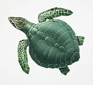 Images Dated 16th February 2006: Pacific Ridley Turtle, Lepidochelys olivacea, side view