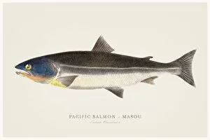 Images Dated 13th August 2015: Pacific salmon illustration 1856