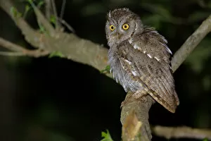Images Dated 3rd November 2015: Pacific Screech Owl