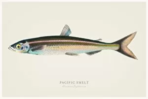 Images Dated 13th August 2015: Pacific smelt illustration 1856