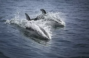 Pacific Gallery: Pacific White-Sided Dolphins
