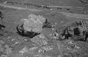 Trekking Prints: Pack Horses