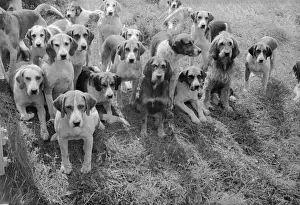 Working Animal Prints: Pack Of Hounds