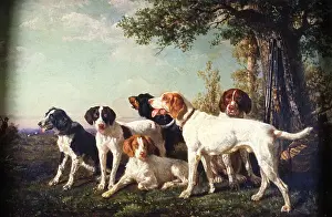 Photodisc Collection Prints: Pack of Hounds at Rest