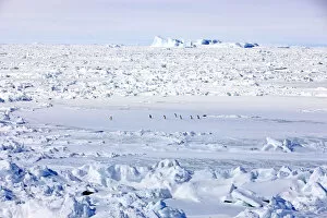 Images Dated 28th November 2012: Pack ice, penguins, Weddell Sea, Antarctica