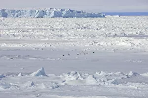 Pack ice, penguins, Weddell Sea, Antarctica