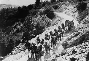 Pack Prints: Pack Of Team Mules Going Through Sonora Pass
