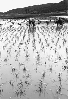 Korea Prints: Paddy Field