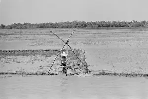 Irrigation Prints: Paddy Field