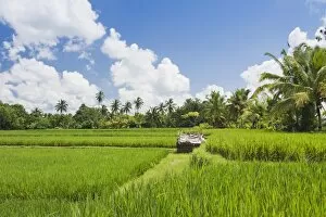 Images Dated 29th March 2012: Paddy field and coconut trees, Ubud, Bali, Indonesia