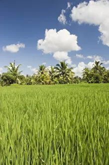 Images Dated 29th March 2012: Paddy field and coconut trees, Ubud, Bali, Indonesia