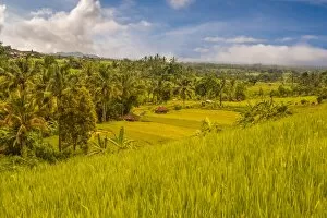 Landscaped Gallery: Paddy field at Jatiluwih Rice Terrace. Bali