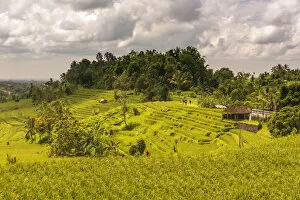 Images Dated 10th November 2016: Paddy field at Jatiluwih Rice Terrace. Bali