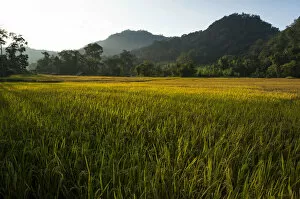 Tropical Tree Gallery: Paddy fields, Pang Mapha or Soppong region, Mae Hong Son province, northern Thailand, Thailand, Asia