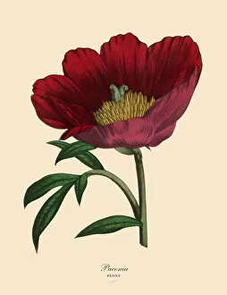 Images Dated 31st March 2016: Paenoia or Peony Plant, Victorian Botanical Illustration