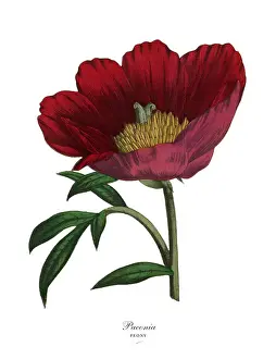 Paenoia or Peony Plant, Victorian Botanical Illustration
