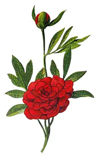 Paeonia officinalis, the common peony, or garden peony