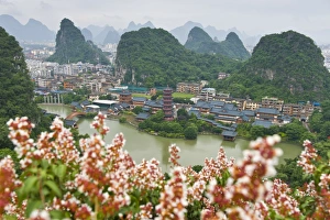 Images Dated 4th June 2012: Pagoda flower