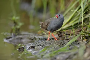 Images Dated 27th August 2018: Paint-billed Crake (Mustelirallus erythrops)
