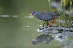 Images Dated 27th August 2018: Paint-billed Crake (Mustelirallus erythrops)