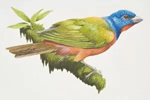 Painted Bunting (Passerina ciris), bird with a blue head, bright red underparts and green wings