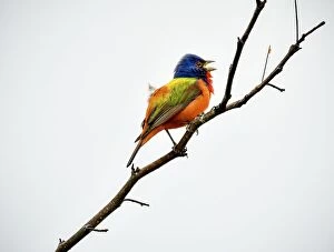 Images Dated 23rd May 2018: Painted Bunting singing on a dead branch outside Fort Worth