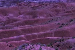 Wilderness Gallery: Painted Desert Azorina