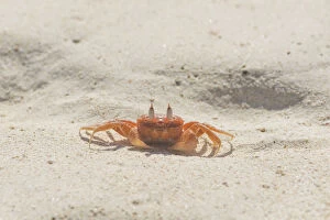 Crustacea Collection: Painted Ghost Crab or Cart Driver Crab -Ocypode gaudichaudii-, San Cristobal Island
