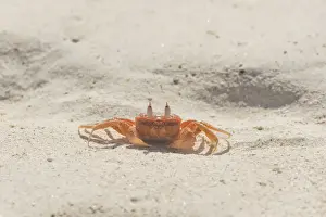 Endemic Prints: Painted Ghost Crab or Cart Driver Crab -Ocypode gaudichaudii
