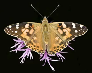 Images Dated 30th July 2009: Painted Lady