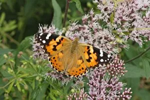 Images Dated 9th August 2013: Painted Lady -Vanessa cardui, Cynthia cardui- perched on wild majoram, Altenseelbach, Neunkirchen