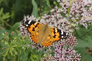 Painted Lady -Vanessa cardui, Cynthia cardui- perched on wild majoram, Altenseelbach, Neunkirchen, North Rhine-Westphalia, Germany