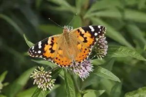 Neunkirchen Prints: Painted Lady -Vanessa cardui, Cynthia cardui- perched on wild majoram