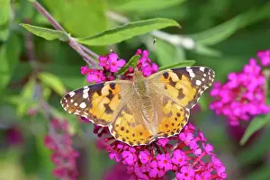 Prints of adorned, animal feed, animal feeds, animals, brush-footed butterflies, brush-footed butterfly, buddleja, buddleja davidii, butterflies, butterfly, butterfly bush, butterfly bushes, butterfly-bush Friedhelm Adam Nature Photography Prints: Painted lady (Vanessa cardui) sucking nectar on butterfly bush (Buddleja davidii)
