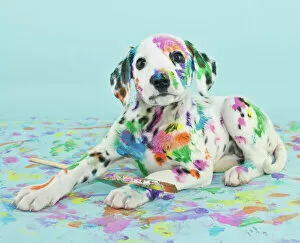 Blue Background Gallery: Painted puppy