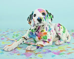Images Dated 4th March 2014: Painted puppy