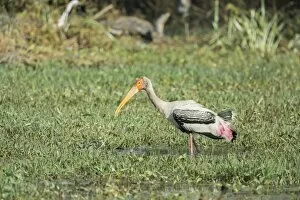 Images Dated 17th December 2012: Painted Stork -Mycteria leucocephala-, Keoladeo National Park, Rajasthan, India