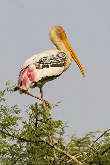 Images Dated 16th December 2012: Painted Stork -Mycteria leucocephala-, Keoladeo National Park, Rajasthan, India