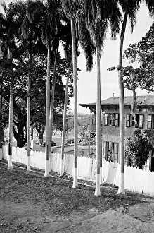 Greater Antilles Prints: Painted Trunks