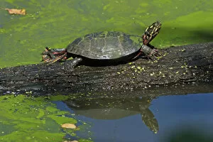 Images Dated 29th August 2014: Painted turtle on log