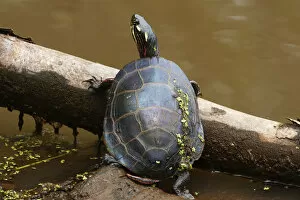 Painted turtle on summer pond