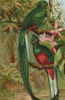 Partnership Prints: Painting of Exotic Birds