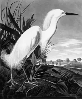 Heron Prints: Painting Of White Egret (Snowy Heron)